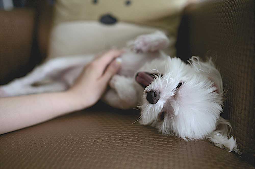 Cute puppy enjoying a belly rub